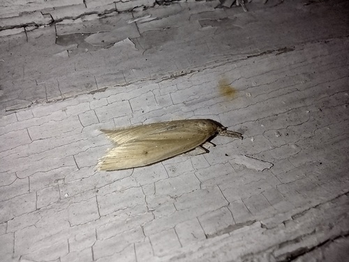 trávovcovité (Crambidae)