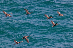 Phalacrocorax nigrogularis