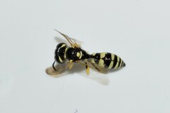 Philanthus venustus