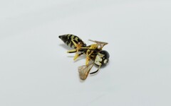 Philanthus venustus