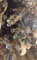 Petaloconchus varians