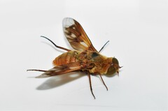 Ligyra ferrea