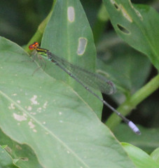 Pseudagrion hageni