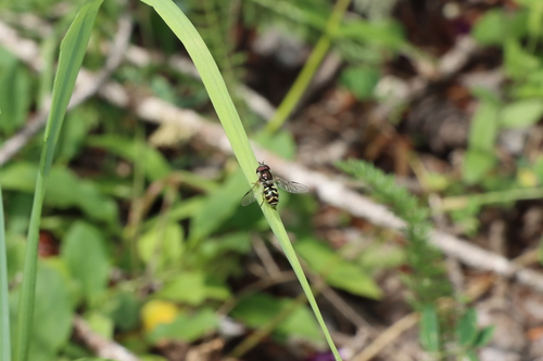 Arched Brusheye photo 4