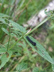 Athalia scutellariae