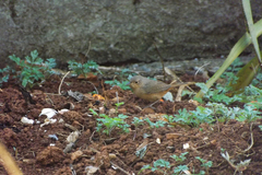 Troglodytes aedon