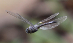 Zygonyx natalensis
