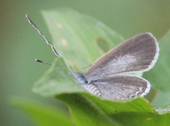 Eicochrysops hippocrates