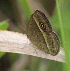 Brakefieldia perspicua