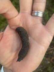 Tetrao urogallus
