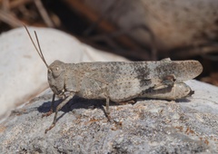 Oedipoda germanica meridionalis