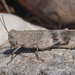 Balkan Band-winged Grasshopper - Photo (c) Johannes Merz, some rights reserved (CC BY-NC-ND), uploaded by Johannes Merz