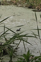 Gallinula galeata