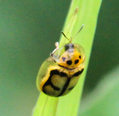 Aspidimorpha areata