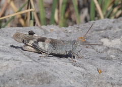 Oedipoda germanica meridionalis