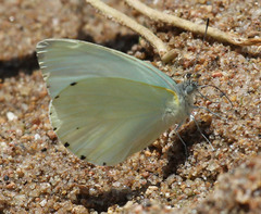 Mylothris rueppellii