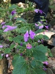 Clinopodium grandiflorum