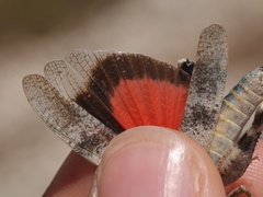 Oedipoda germanica meridionalis