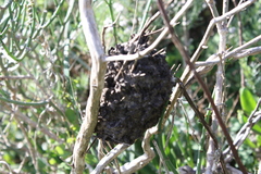 Crematogaster peringueyi