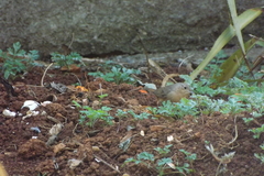 Troglodytes aedon