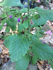 Clinopodium grandiflorum