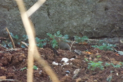 Troglodytes aedon