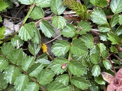 Rubus taiwanicolus