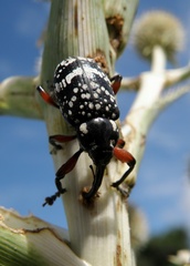 Heilipodus erythropus