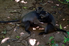 Cercopithecus mitis