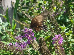 Papilio troilus