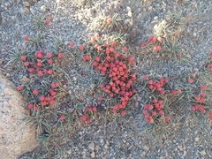 Ephedra gerardiana