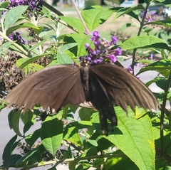 Papilio troilus