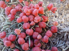 Ephedra gerardiana