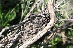 Crematogaster peringueyi