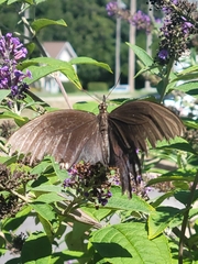 Papilio troilus