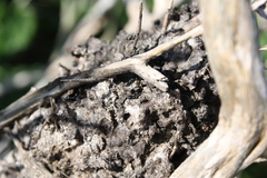 Crematogaster peringueyi