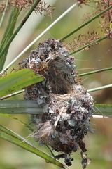 Cinnyris bifasciatus