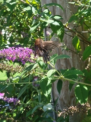Papilio troilus