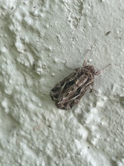 Spodoptera pulchella