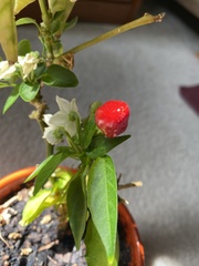 Capsicum frutescens