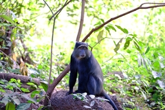 Cercopithecus mitis