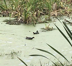 Gallinula galeata