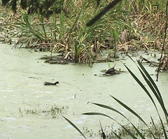 Gallinula galeata