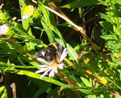 Bombus occidentalis