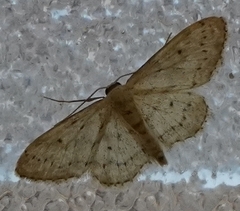Idaea minuscularia