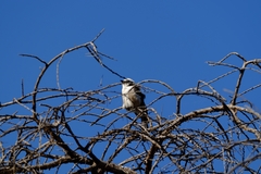 Eurocephalus ruppelli