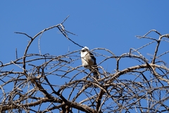 Eurocephalus ruppelli