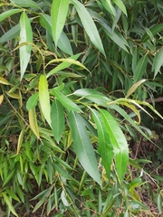Salix