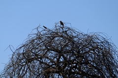 Eurocephalus ruppelli