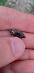 Poecilonota
